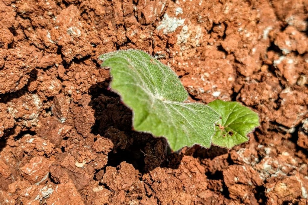 Marso kanjonai Akmenės krašte - Image 2