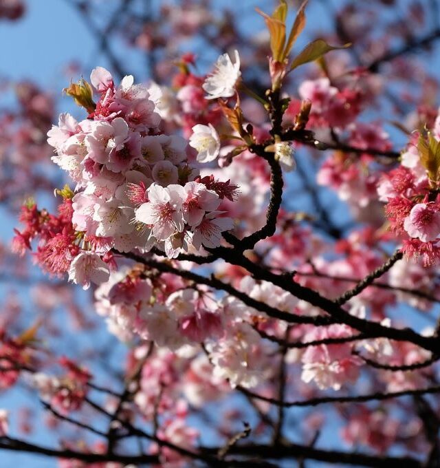 Sakurų žiedai Japoniškame sode ir šventė Palangoje