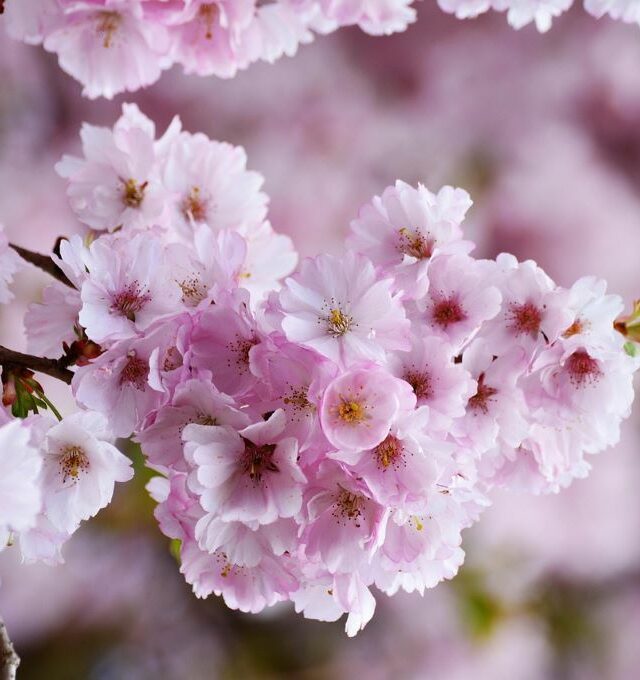 Sakuros Užvaros parke ir botanikos sodas Rygoje