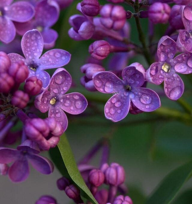 Žydintys alyvų ir rododendrų sodai Latvijoje