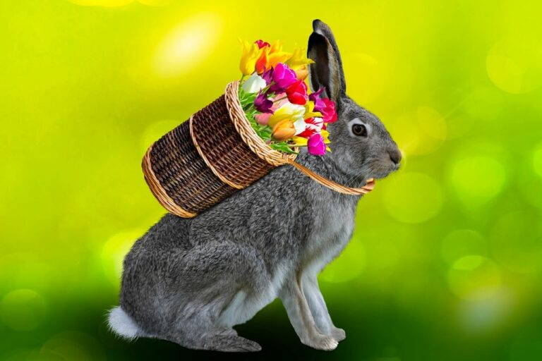 Tulpių žydėjimas Rundalėje ir triušių miestelis