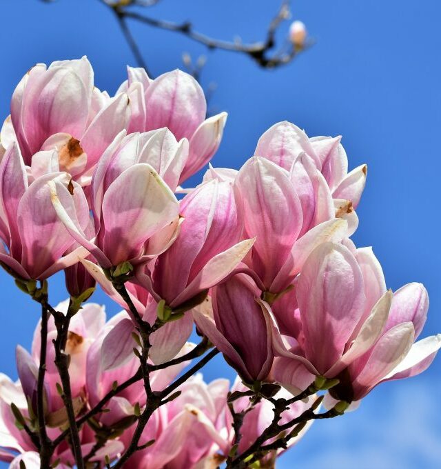 Tūkstantis magnolijų žiedų Kėdainių krašte