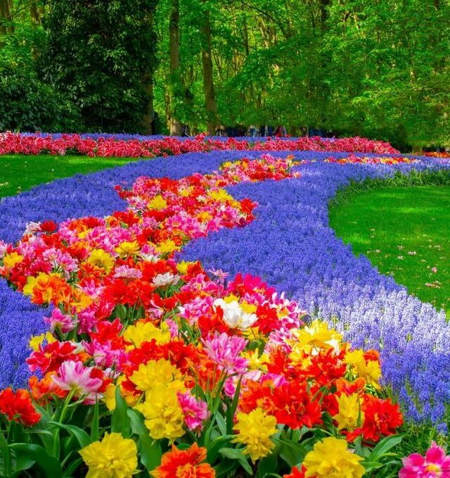 Gėlių paradas Olandijoje ir romantiškoji Briugė