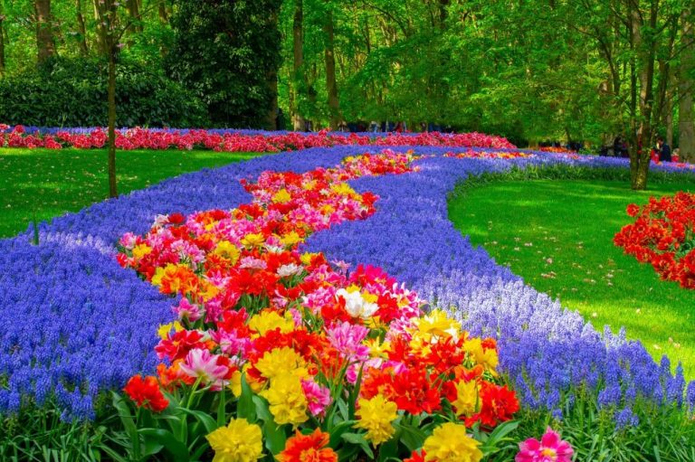 Gėlių paradas Olandijoje ir romantiškoji Briugė