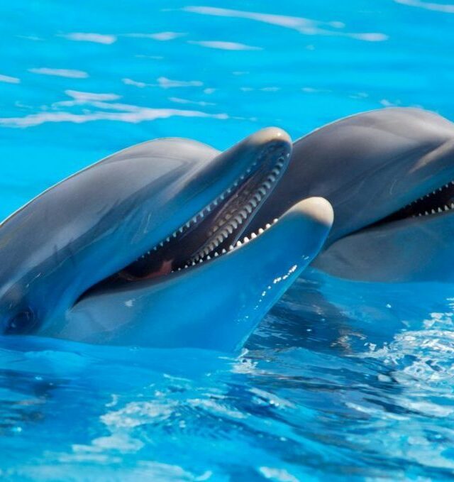 Kretingos saldaininė ir nemokamas Jūrų muziejus