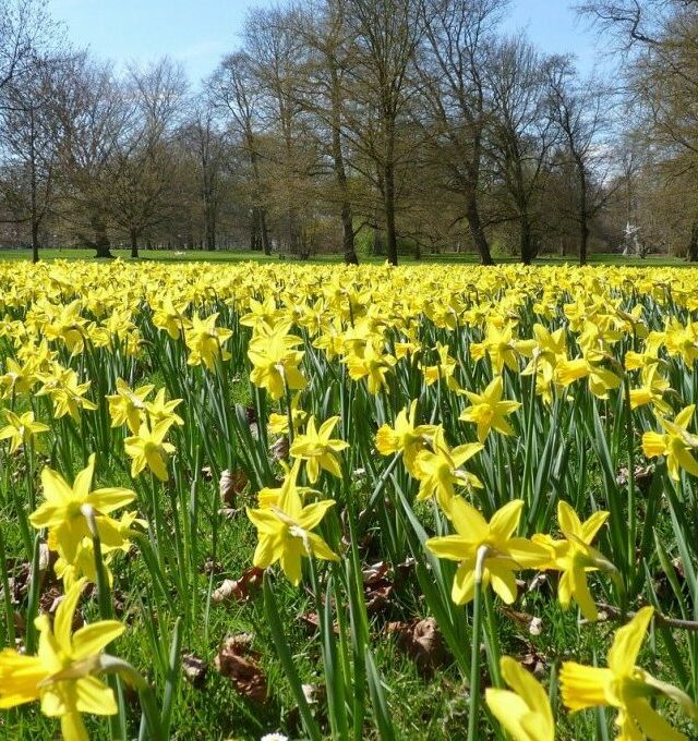 Druskininkai: narcizų jūra, Šakočių muziejus