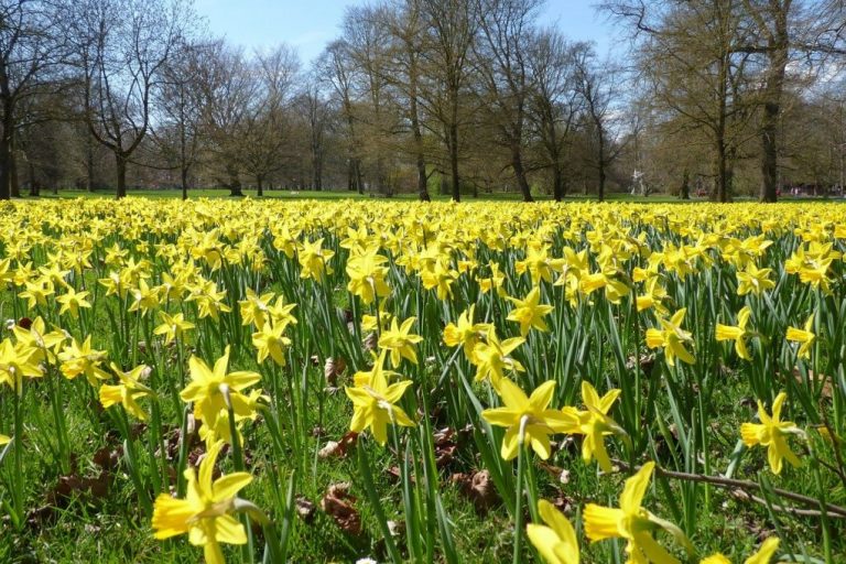 Druskininkai: narcizų jūra, Šakočių muziejus