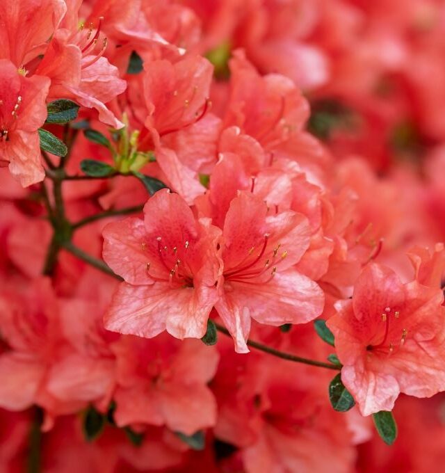 Žydintys sodai Latvijoje, kruizas upe ir istorinė Ryga