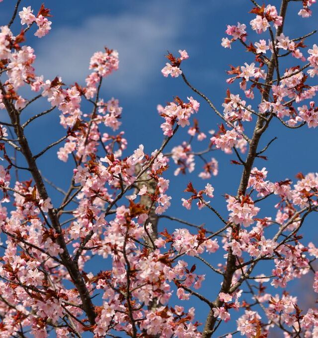 KOLEKTYVAMS Žiemgališka košė ir bagota kleckų puota Žiurkiemyje