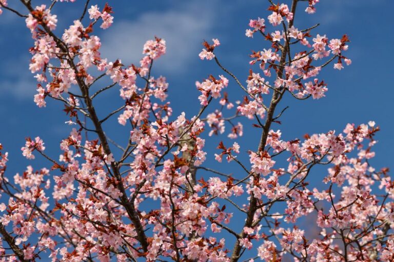 KOLEKTYVAMS Žiemgališka košė ir bagota kleckų puota Žiurkiemyje