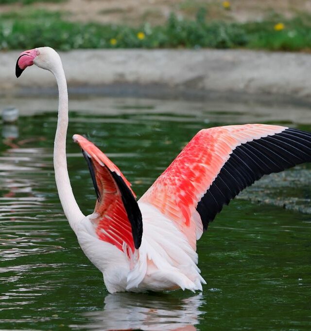 Zoologijos sodas ir Senosios Rygos panoramos
