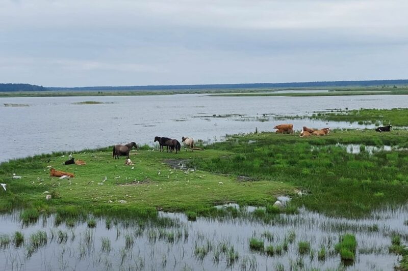 Kelionė į paukščių uostą Kolkos ragą Latvijoje - Image 3