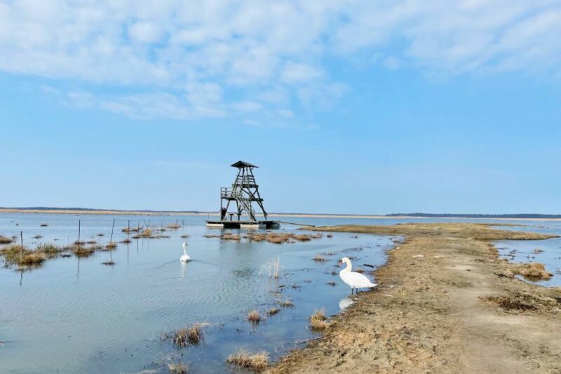 Kelionė į paukščių uostą Kolkos ragą Latvijoje - Image 4