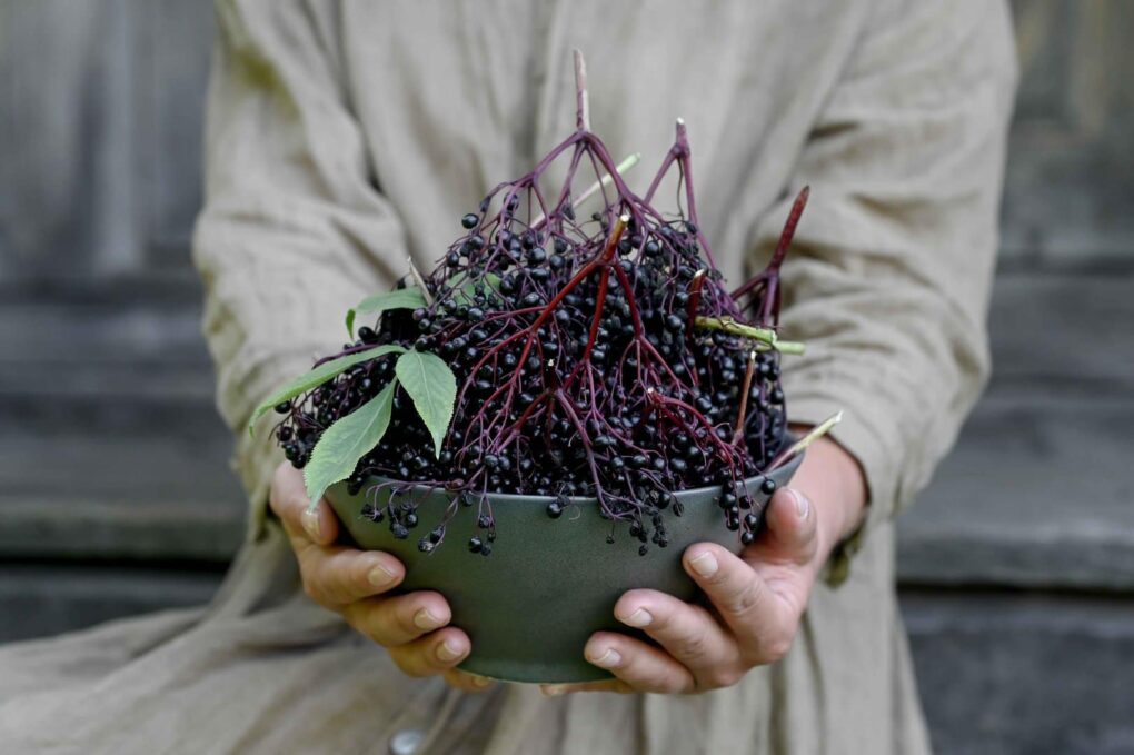 Ledo skulptūros Taujėnuose ir šeivamedžio skanumynai - Image 2