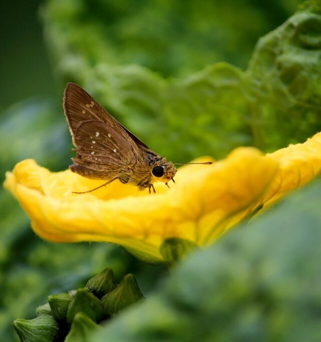 Gamtos ir skonių magija Latvijos sostinėje
