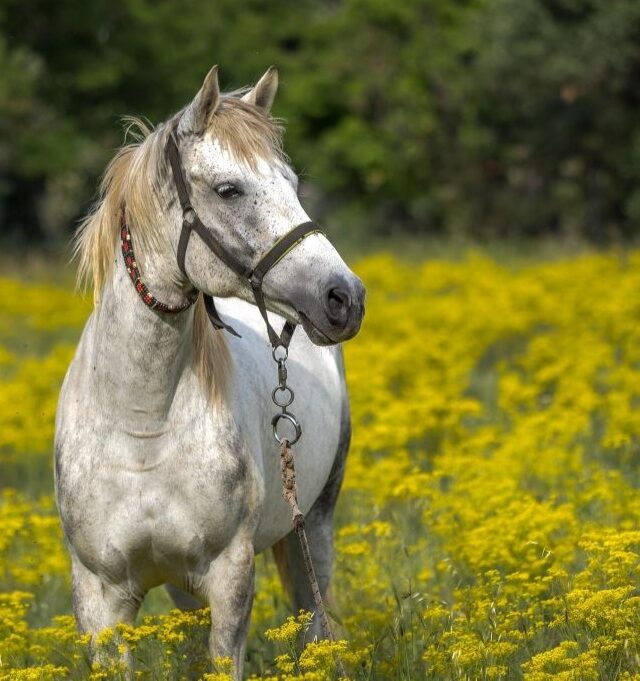 Į Anykščius: kultūros ir žirgo šventė "Bėk bėk, žirgeli“