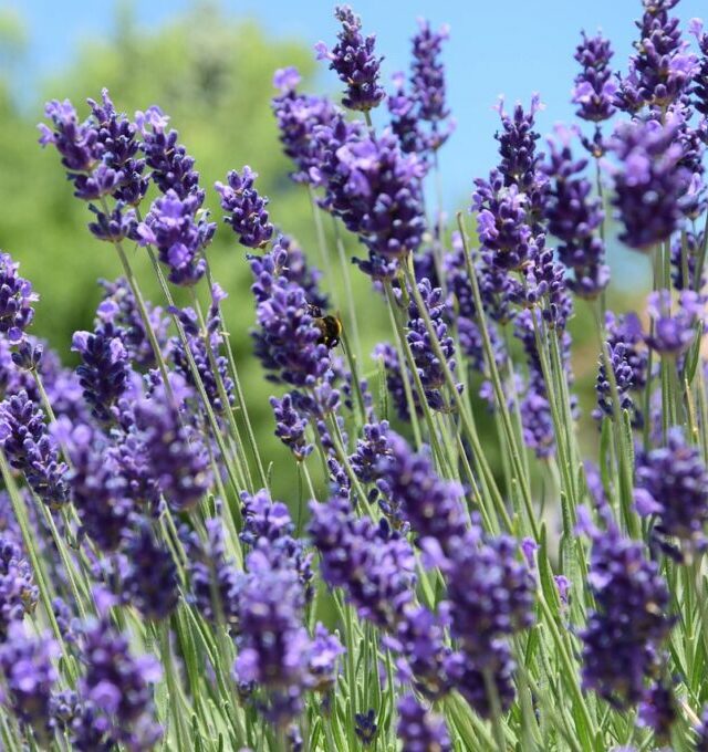 Levandų ir medaus skonio Kupiškio ir Biržų kraštas